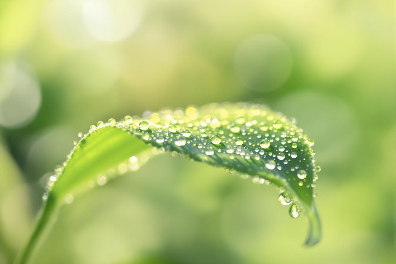 蜜露晨光：露珠里的微观宇宙